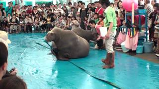 セイウチのパフォーマンス笑(Vol.2)　鳥羽水族館にて