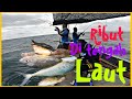 Misi cari tenggiri tuas tanjung dawai|Ribut alun padu|shimano Tranx 301hg|gomoku erito|catch&cook