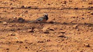 White-browed Wagtail