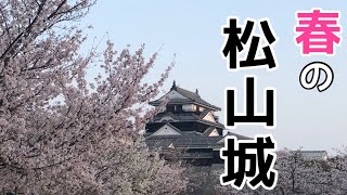 お城と桜 愛媛 桜の名所巡り② 松山城