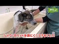 【シャンプー】rescued dog 保護犬　はじめての子犬のシャンプーの仕方