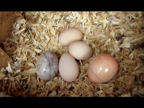 How to Train your Chickens to lay eggs where you want! Quick and Easy How to Train your Chickens to lay eggs where you want! Quick and Easy
