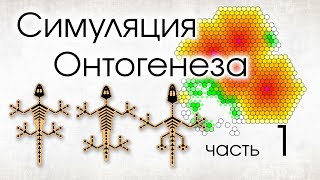 Как из одной клетки получается многоклеточный организм. Часть 1