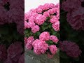 ดอกไฮเดรนเยีย hydrangea ของแม่บ้านไทยในอังกฤษ.17.7.2021