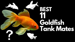 Top 11 Goldfish Tank Mates You Should Try!