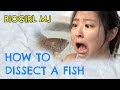 How to Dissect a Fish | Biogirl MJ