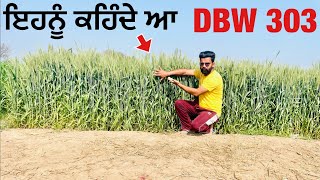 DBW 303 wheat variety review | ਇਸ ਕਣਕ ਦਾ ਕੱਦ ਦੇਖ ਮੈ ਵੀ ਹੈਰਾਨ