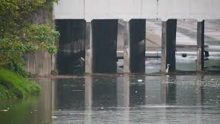 新加坡郊区野生動物_水獭 City In Nature _ Smooth-coated Otters In Singapore _ 28feb2023 7.34am