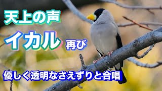 天上の声イカル再び　お聞きください！清らかなさえずりと合唱　集団で給餌と水飲み