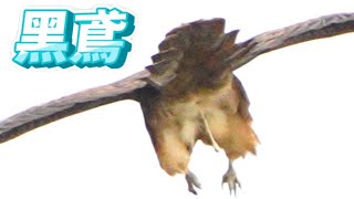 黑鳶_空中排遺_窗外鳥世界_Milvus migrans_2022-12-26