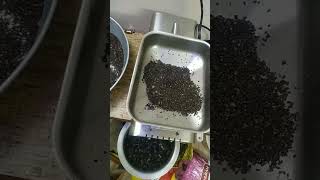 Sesame seeds oil making at home mini chekku machine/     நல்லெண்ணெய் வீட்டில் தயாரிப்பு முறை.