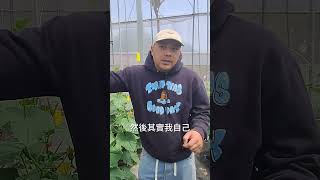 水溶肥銳加4號的應用！小黃瓜養液滴灌系統🥒 #雅苒肥料 #肥料 #farming #農業 #小黃瓜