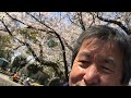 花見 🌸城北中央公園2019年4月4日 （撮影時68歳）📸 スライドショー 写真 写真集 自撮り 桜 ソメイヨシノ 城北中央公園