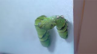 swallowtail caterpillar to chrysalis