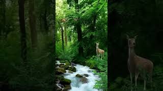 Beautiful Nature Video 💖🥀🌹Feel Song🌹 #shorts #nature #4k #4kstatus #ytshorts