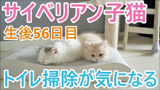 【子猫のかわいい成長記録】生後56日目！トイレ掃除が気になる子猫とキャットタワーの修復【猫サイベリアン多頭飼い】