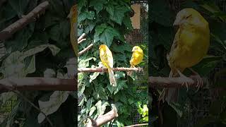 Voliera Esotici/ Canarino / Gola Tagliata / Aviary Finches/ Aviary Birds