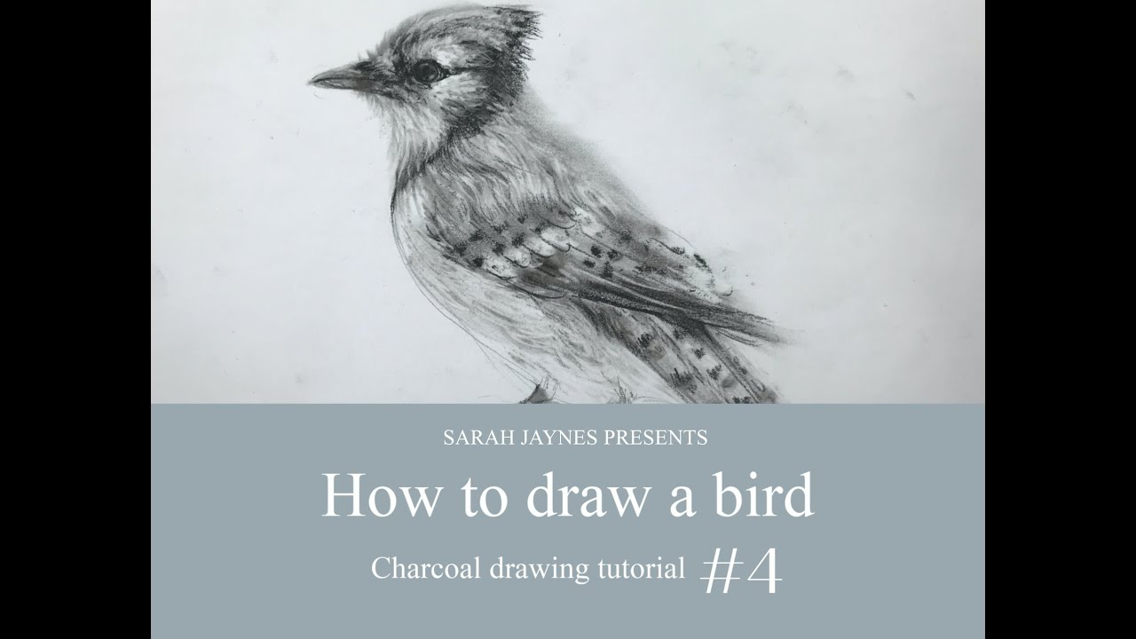 Bird Tutorial Youtube