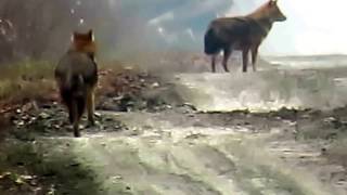 Čagalj ( Canis aureus ) Lonjsko polje