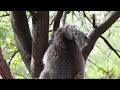 a koala climbing a tree