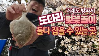 도다리낚시와 벚꽃놀이를 즐길 수 있는 방파제를 공개합니다!