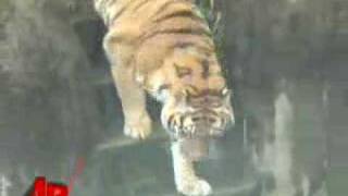 Teen Was High When Mauled by Tiger