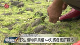 野生植物採集權 中央將發布解釋令 2017-06-13 TITV 原視新聞