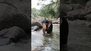 රන් පොකුණෙන් දිය නාගෙන එන්නේ🐘🛀😍❤️# Vijitha Raja# Elephant# Sri Lanka# Shorts##