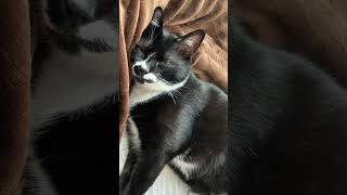 お目覚めですか😸ハチワレ猫ざきおtuxedo-cat【猫動画】