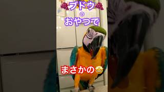 【ルリコンゴウインコ】ショート動画 #shorts #ルリコンゴウインコ #インコ #コンゴウインコ #macaw #bird #おしゃべり