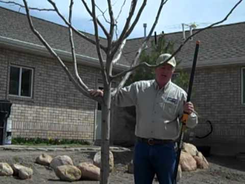 How To Prune An Ornamental Tree Structure Youtube