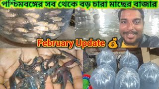 পশ্চিমবঙ্গের সব থেকে বড় চারা মাছের বাজার||Naihati fish seed Market||February Update#video #fish