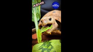 ASMR VEGETABLE MUKBANG 🥬 Turtle Tortoise Eating 4 🐢 Animal ASMR