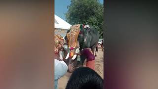 The priest falls from the elephant |  പൂജാരി തിടമ്പുമായി ആനപ്പുറത്ത് നിന്നും താഴെ വീഴുന്നു