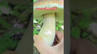 #เห็ดผึ้งหวานงามๆ #mushroom #nature #porcini