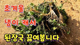 겨울 냉이 캐서 된장국 끓이기. 냉이 캐서 다듬고 씻는 방법.