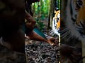 the barbed cage a hunter’s battle to free an injured tiger