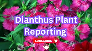 Dianthus plant reporting #odiagarden #gardenplants #tarracegarden #viralvideo