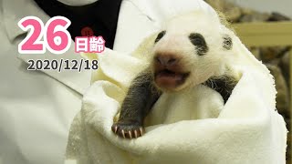 【パンダの赤ちゃん】お母さんパンダの腕の中ですやすやと眠っています♪（26日齢）