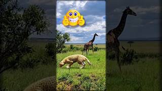 Leopard vs Giraffe • AR overlay in the wild