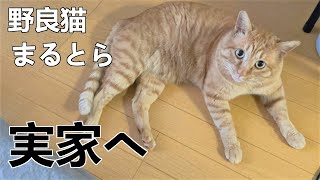 野良猫まるとら実家へ…私におしっこをかけないで😱💦