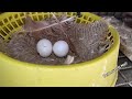 fantail pigeon s cross breeding experiment cross breeding of lakka kabutar