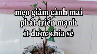 Kỹ thuật giâm cành mai không ai chia sẻ đâu đâu