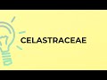 What is the meaning of the word CELASTRACEAE?