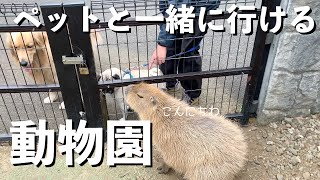 犬と一緒に行ける動物園、伊豆シャボテン動物公園が楽しすぎました！【パグとゴールデンレトリバー】