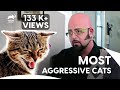 Jackson Faces It's Toughest Challenge Yet | My Cat From Hell S4 E 13, 14, 15 | Animal Planet