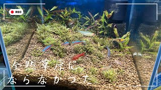 [Part104]水草が横に繁茂してくれなかった水槽