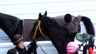 レッドブレイゾン　in 阪神競馬場　at 2011.12.17. レース終了後