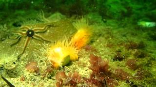 Whelk tries to eat a Flameshell mollusc, which swims away