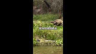 美洲豹到水中捕獵鱷魚 #看動物世界品百味人生 #野生動物零距離